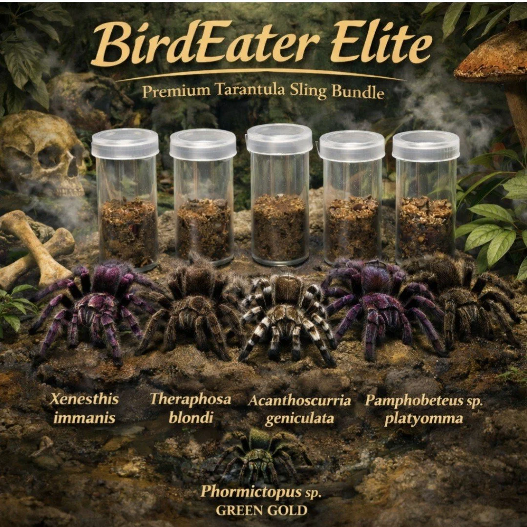 Birdeater Elite (Bundle)