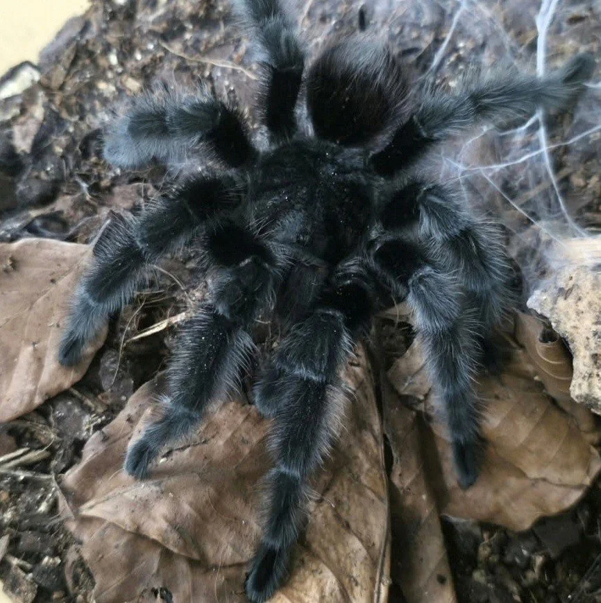 grammostola-actaeon-mature.jpg