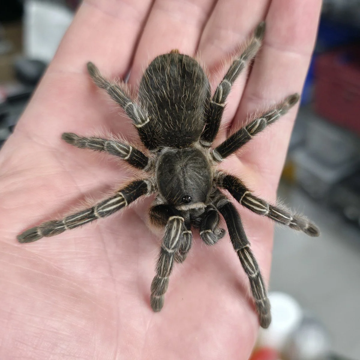 aphonopelma-seemani-costa-rican-zebra.jpg