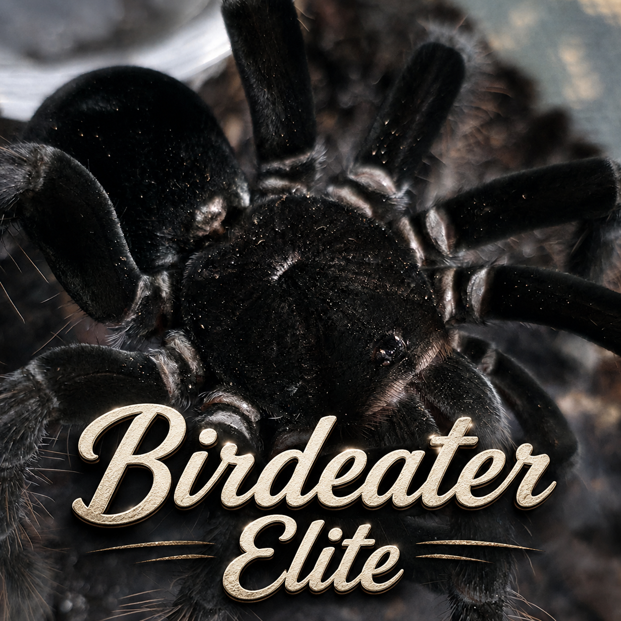 Birdeater Elite (Bundle)