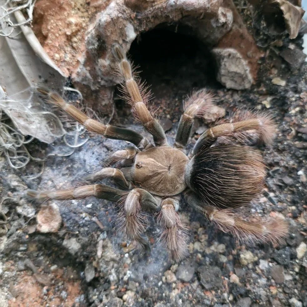 Pamphobeteus sp. Mascara Juvenile Female 10-12cm