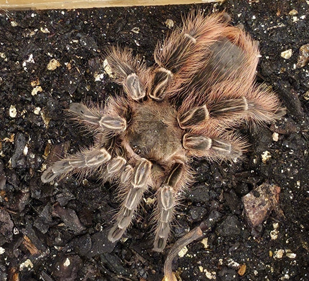 Eupalaestrus larae Semi-Adult Female