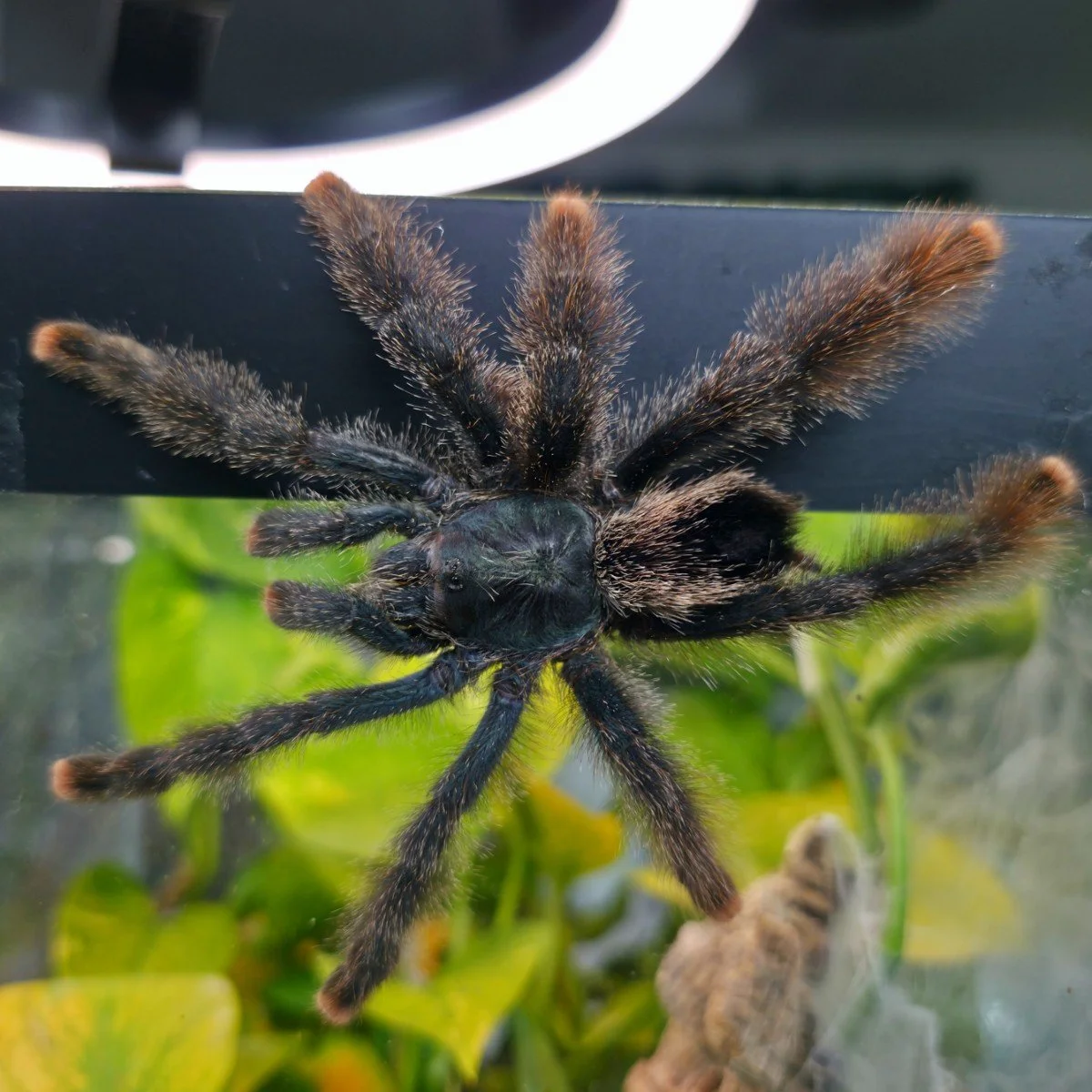 Avicularia metallica (Metallic Pinktoe) Adult Female