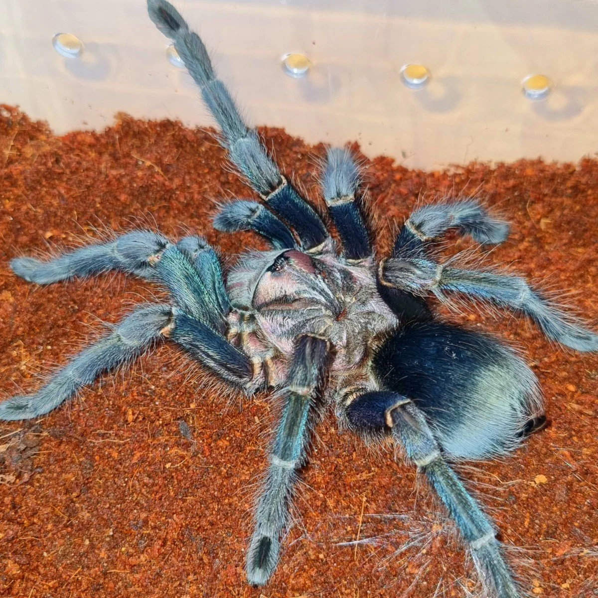 phormictopus-sp-greengold-carapace.jpg