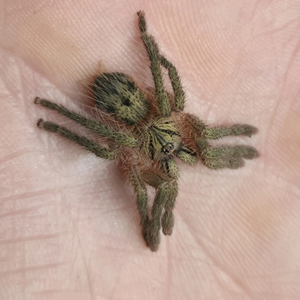 neischnocolus-cisnerosi-ecuadorian-gold-dust-dwarf-3.jpg