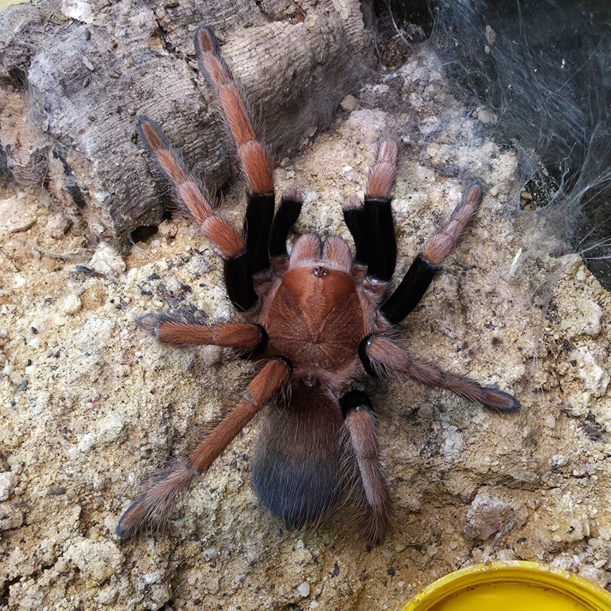 Theraphosidae sp. Mandarina (Mandarina Birdeater) Juvenile Female 5-6cm