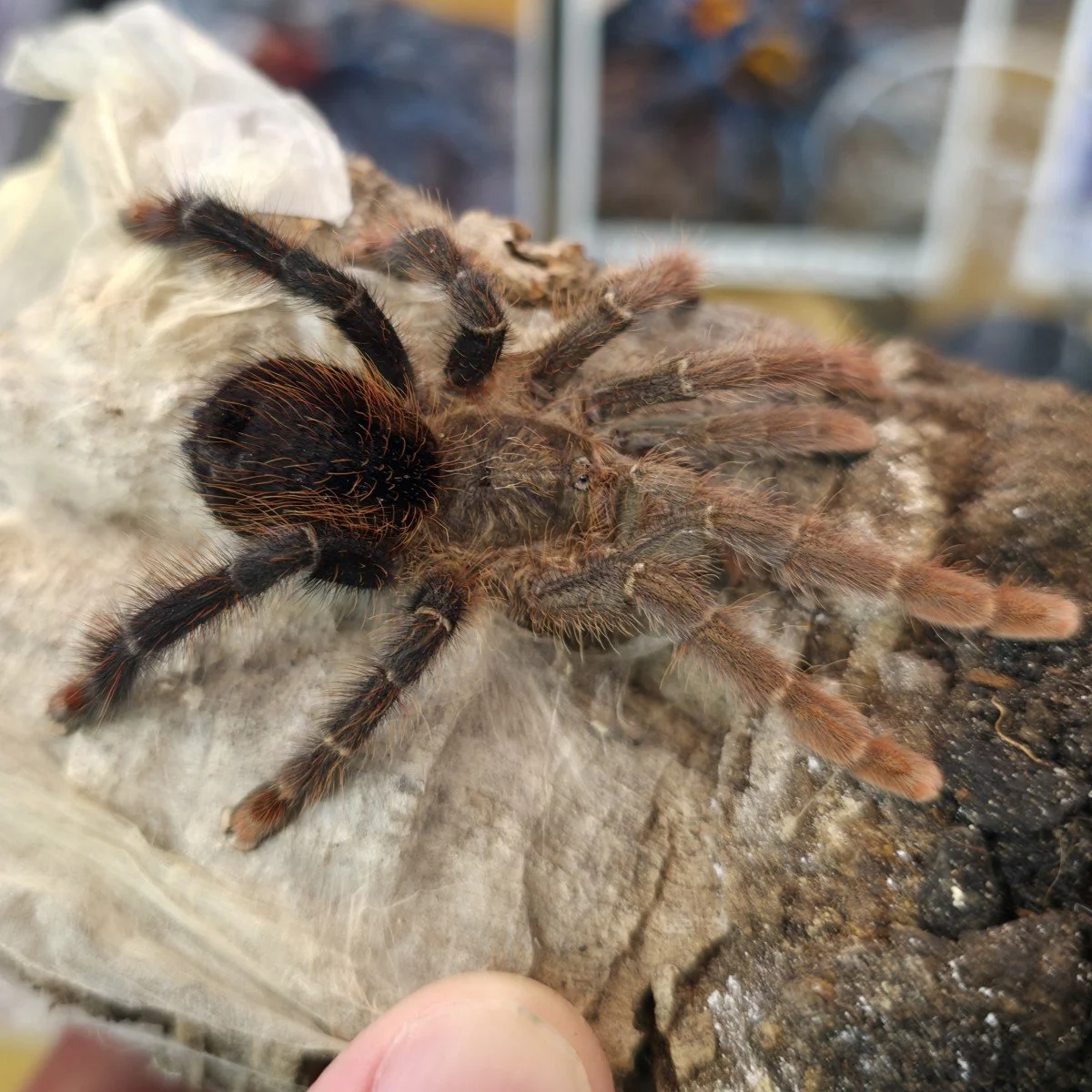 avicularia-lynnae-black-stripe-pinktoe-2.jpg