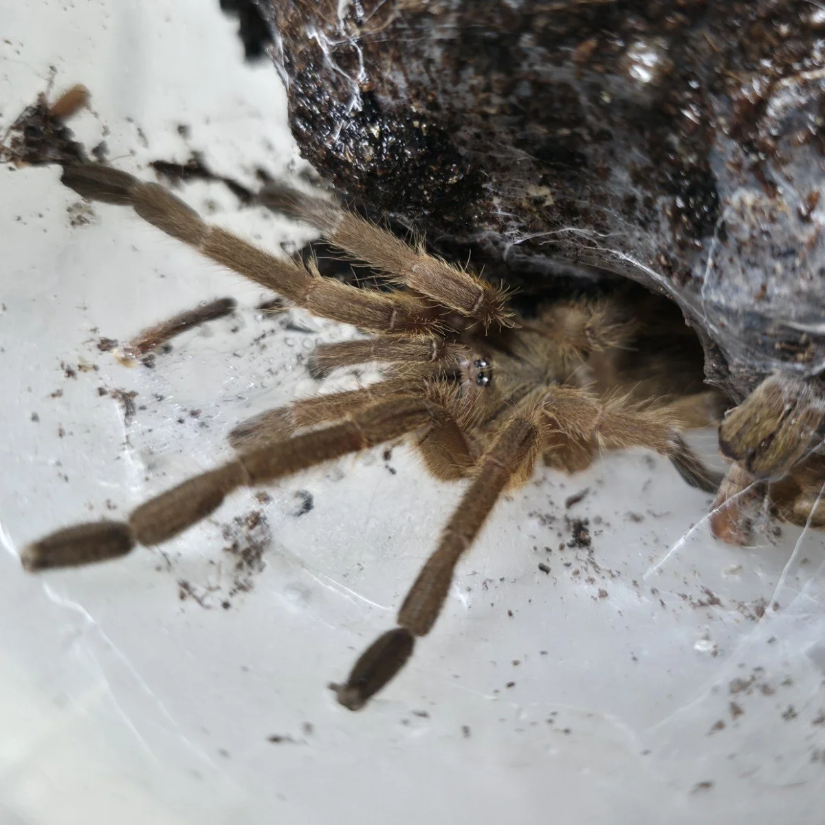 Chilobrachys huahini (Asian Fawn) Sub-Adult Male
