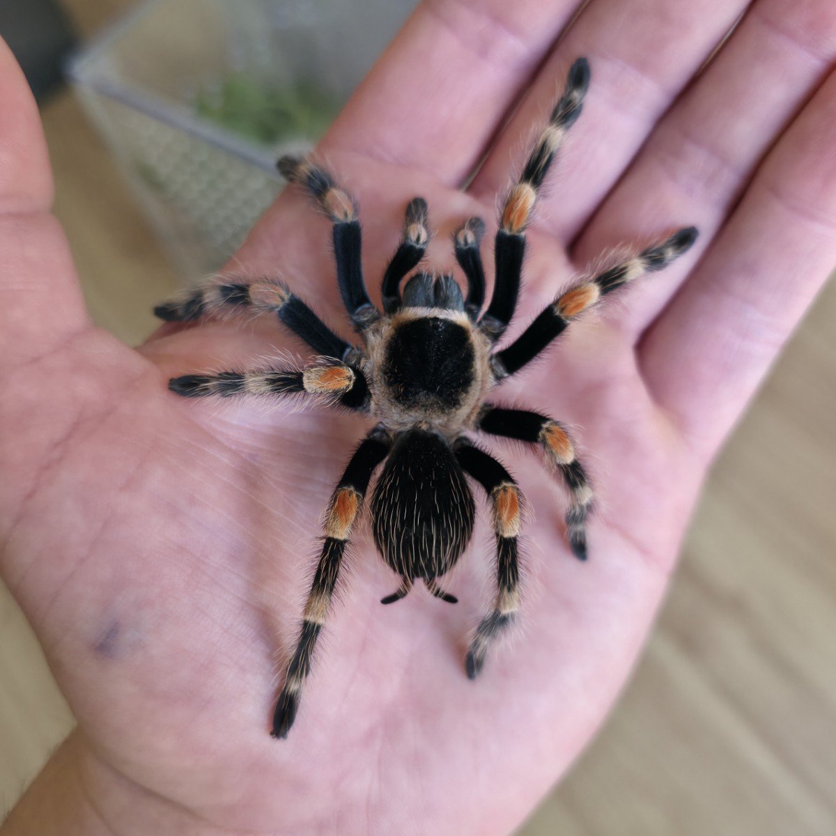 brachypelma-hamorii-mexican-red-knee-2.jpg