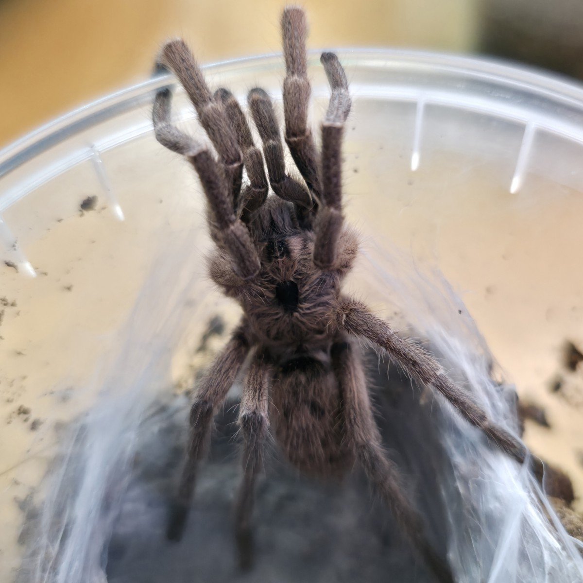 Ceratogyrus sanderi (Namibian Horned Baboon) Adult Male