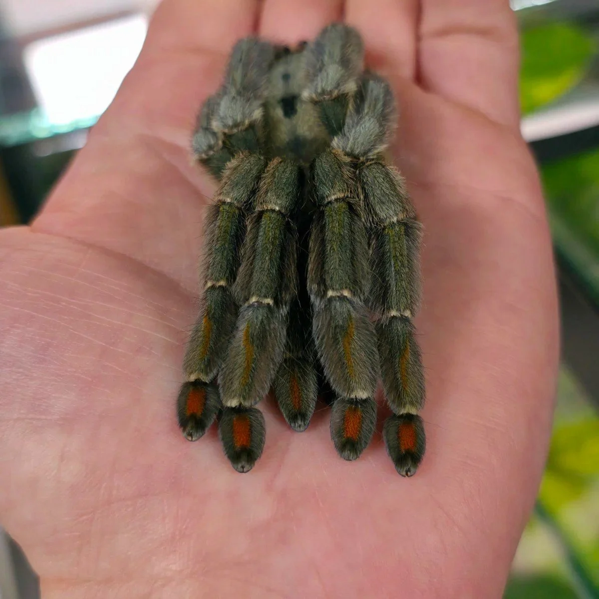 psalmopoeus-cambridgei-trinidad-chevron-3.jpg