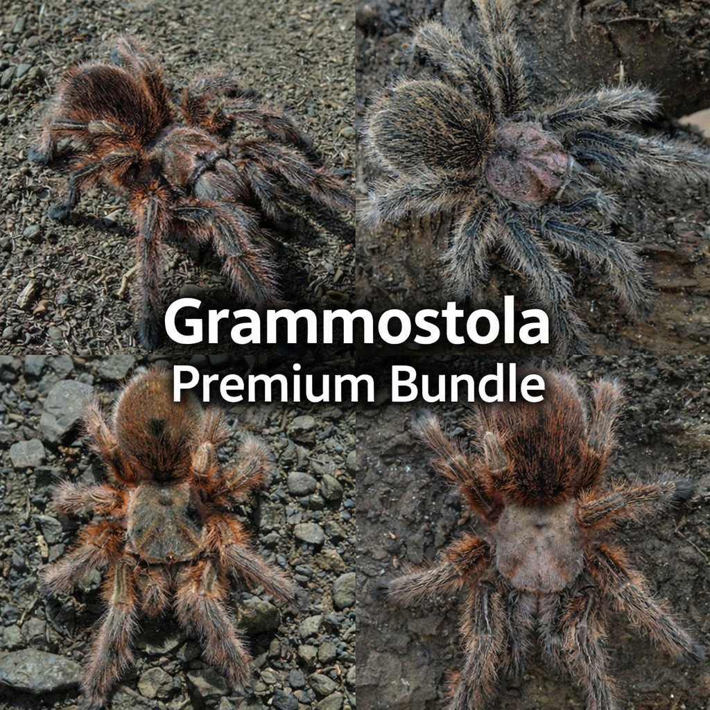 Grammostola Premium (Bundle) Sling
