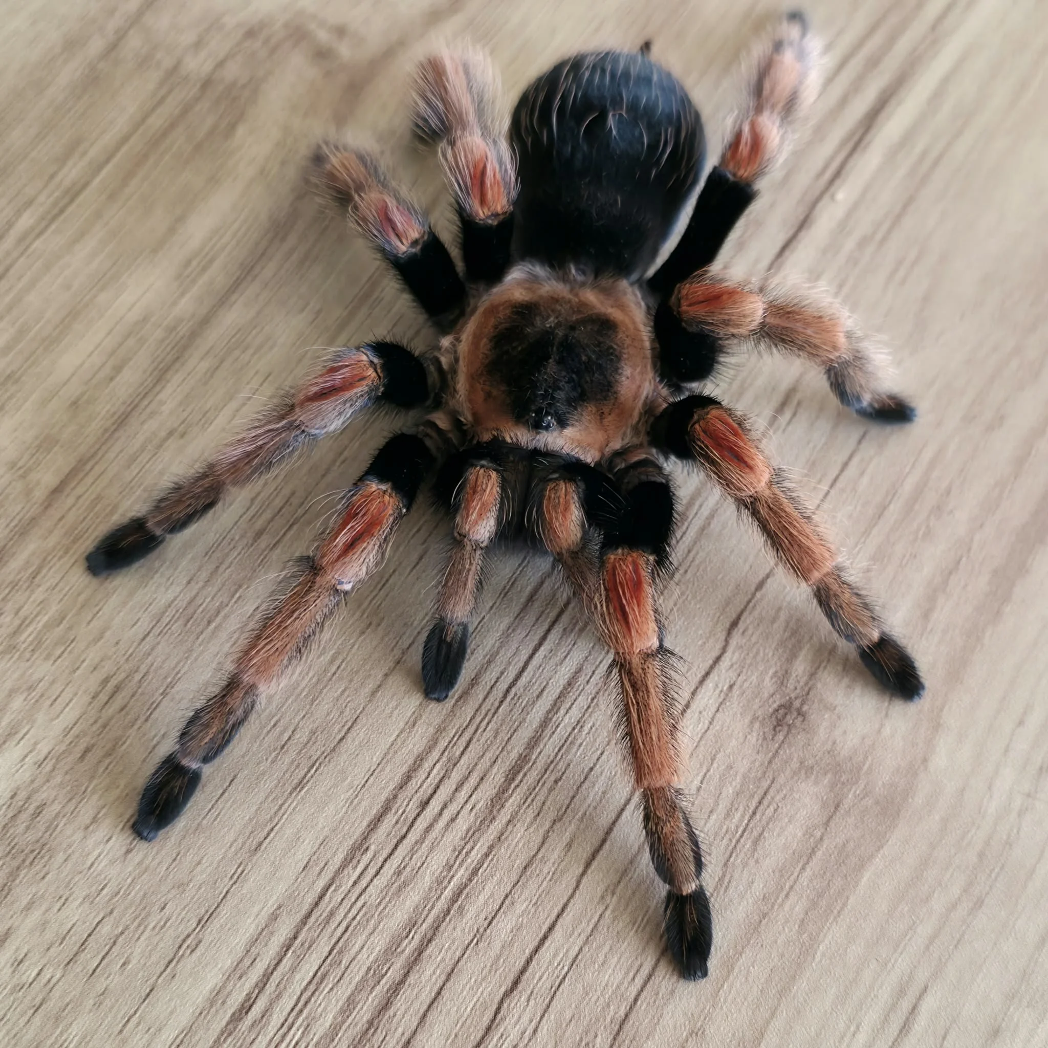 brachypelma-baumgarteni-2.jpeg