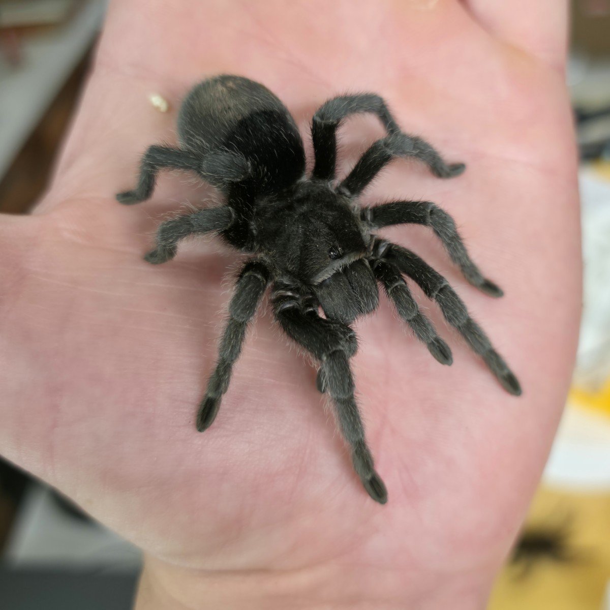 grammostola-pulchra-brazilian-black.jpg