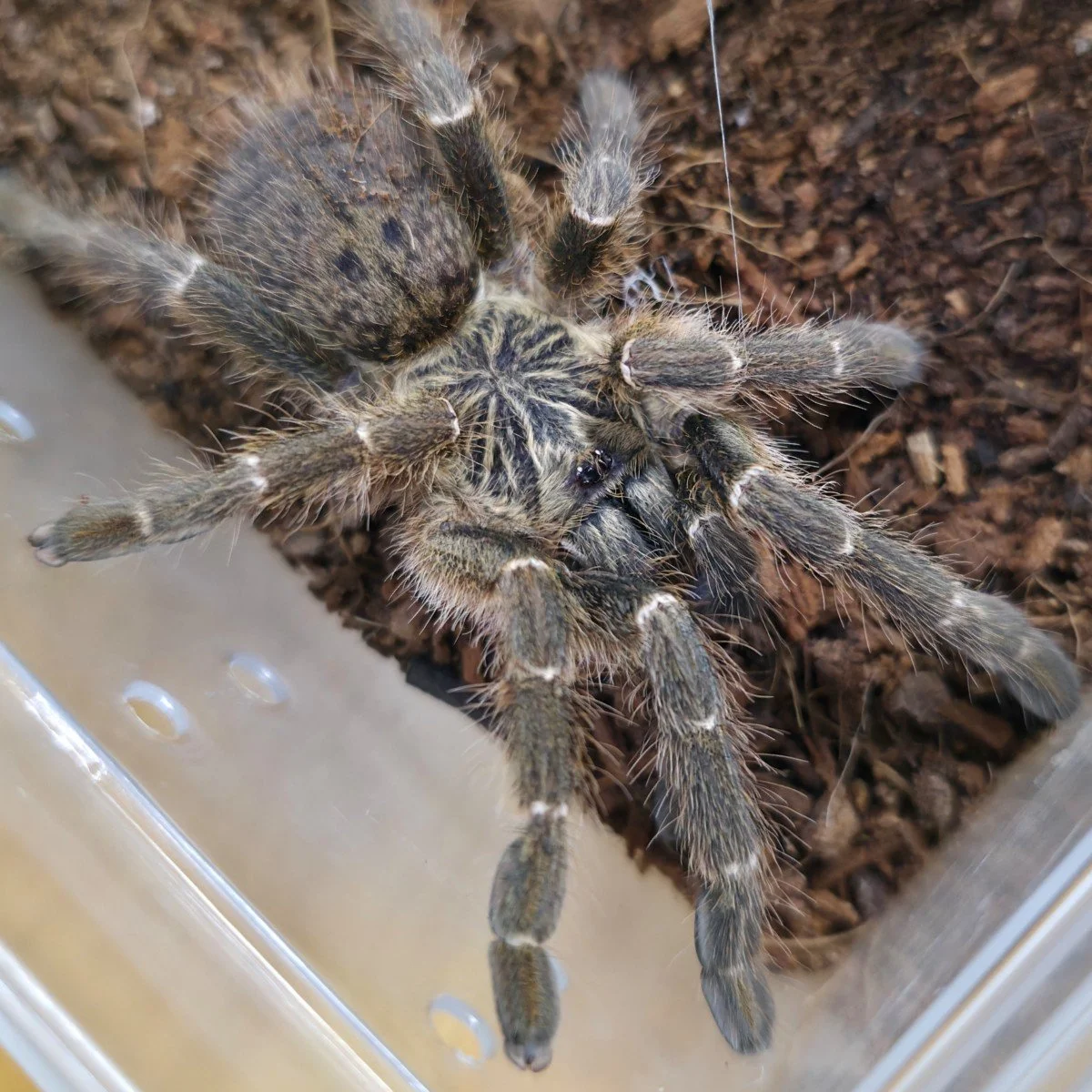 Pterinochilus murinus (DCF Kigoma) Sub-Adult Female