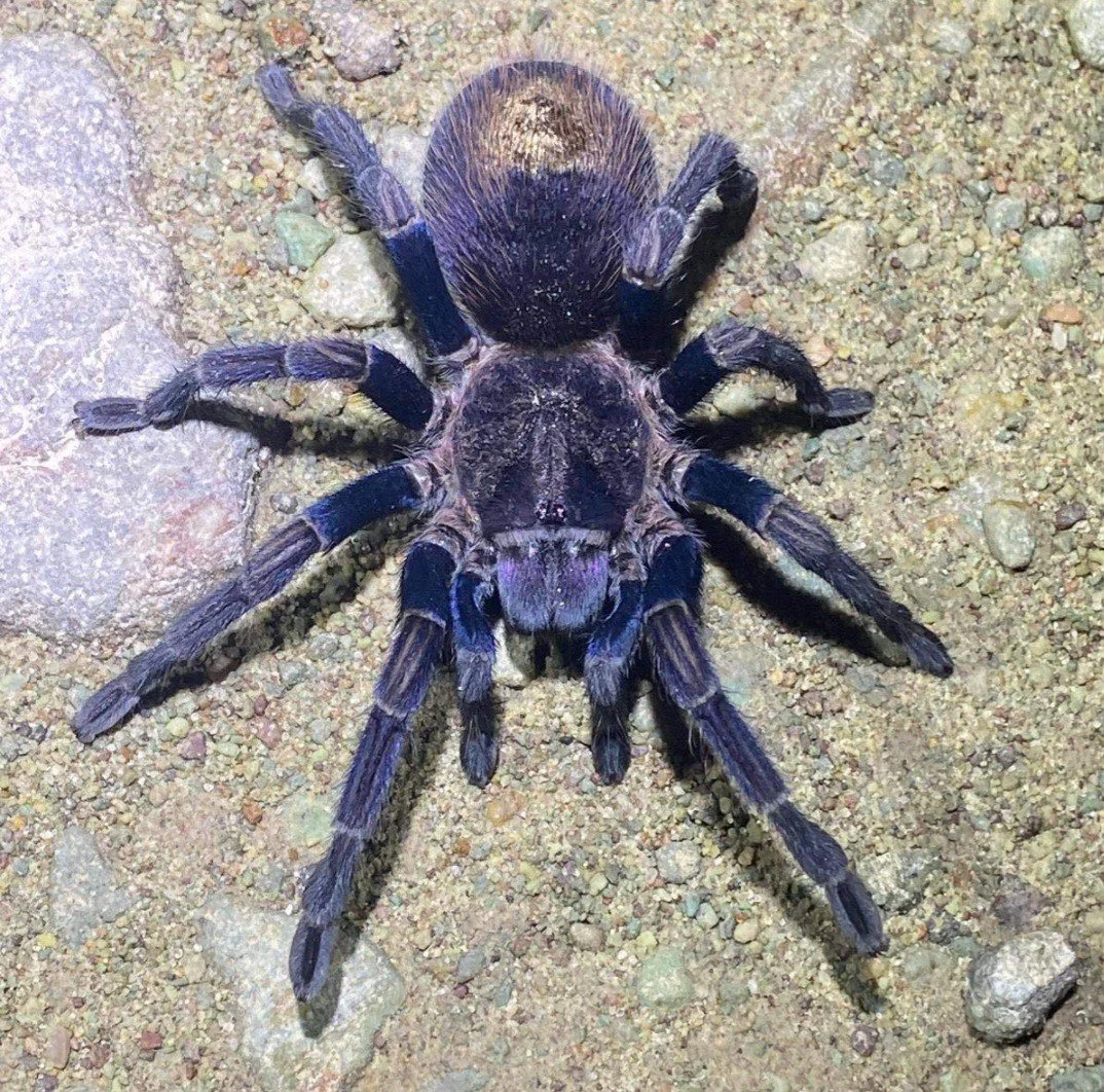 thrixopelma-sp-purple-blue.jpg