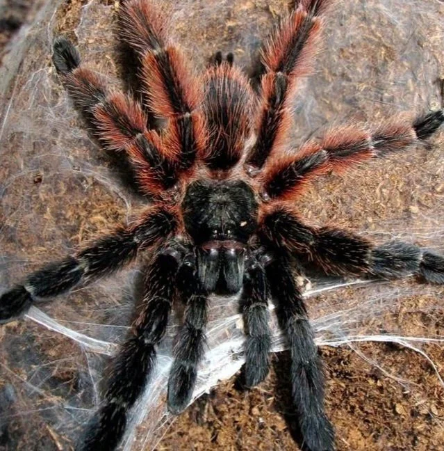 psalmopoeus-irminia-sling.jpg