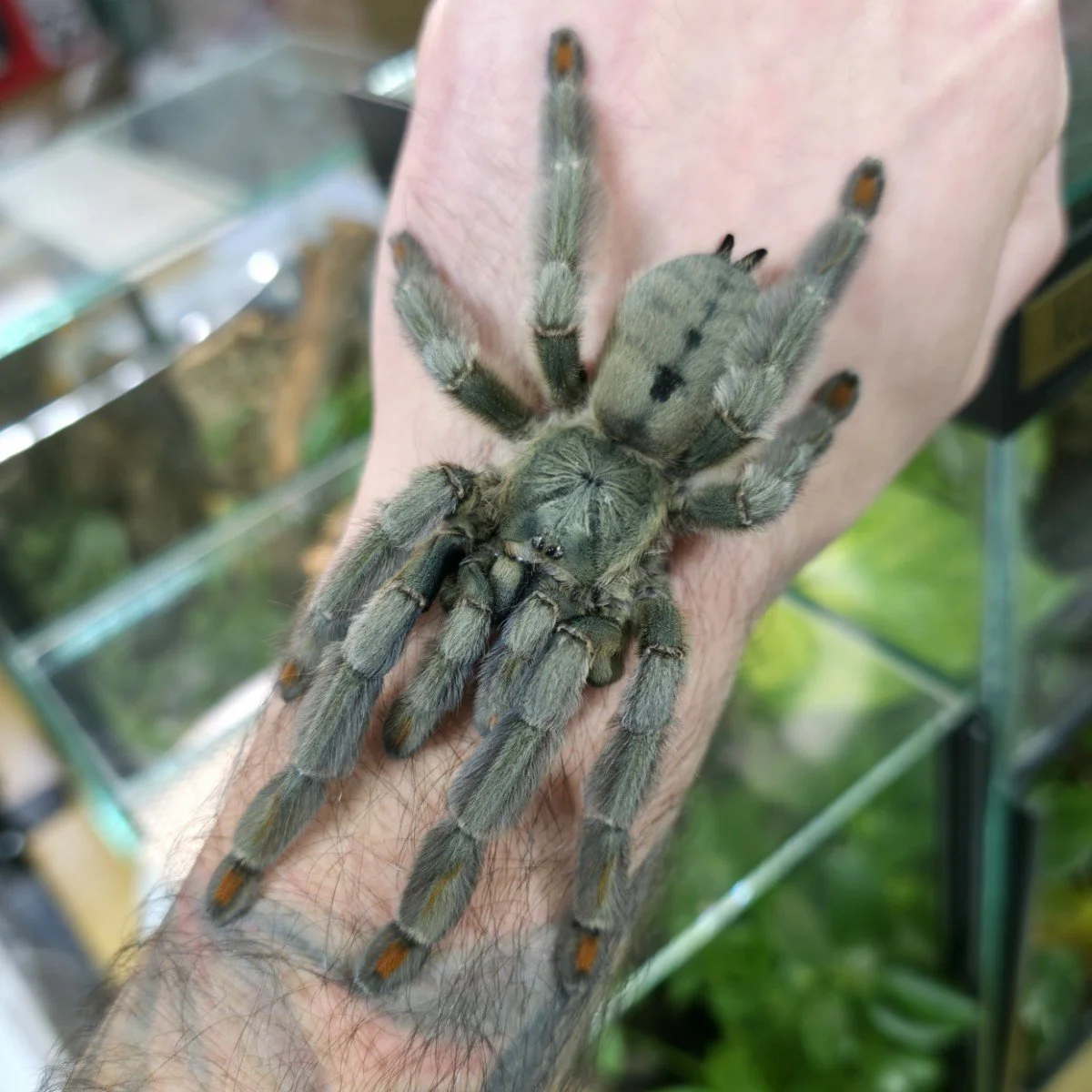 Psalmopoeus cambridgei (Trinidad Chevron) Sling 1-2cm