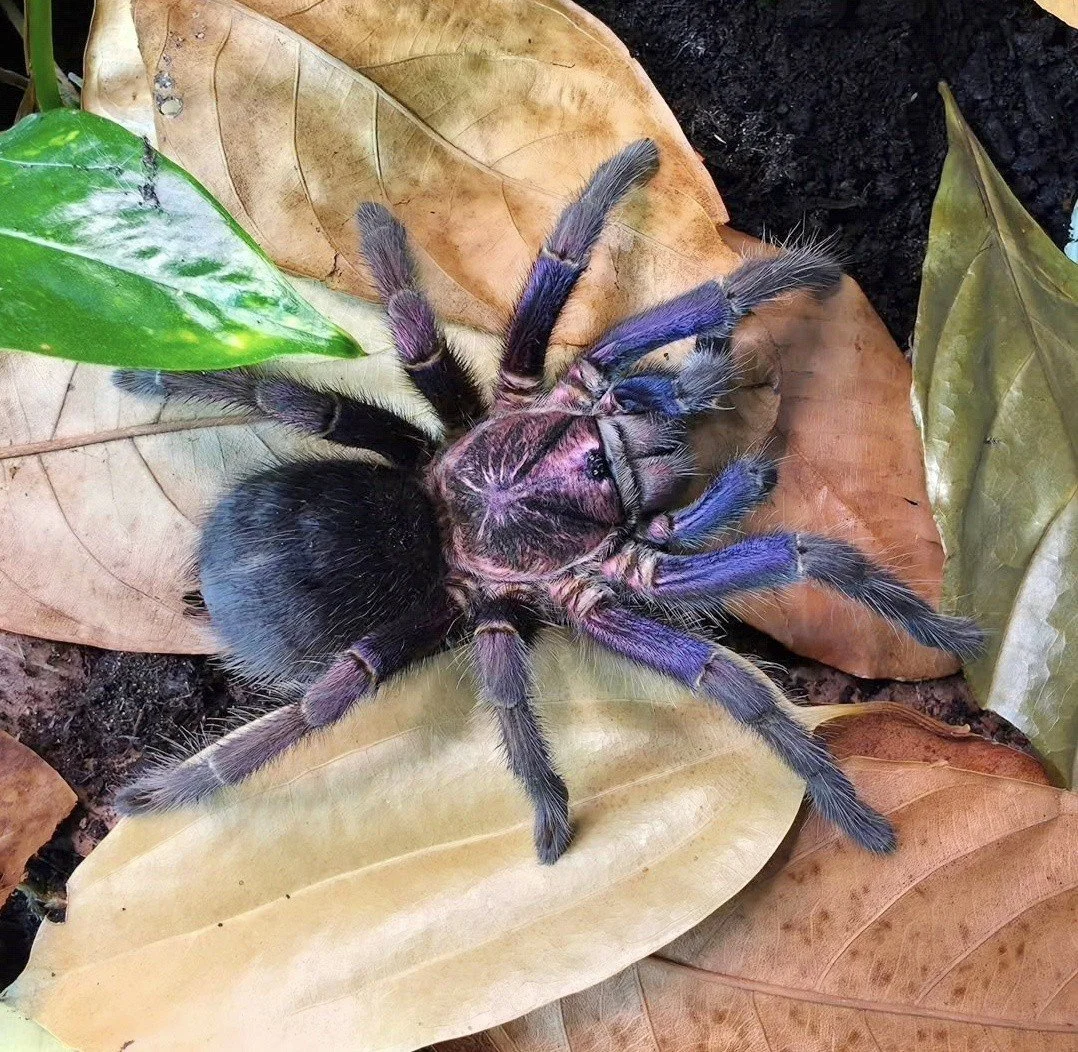 Phormictopus sp. Dominican Purple Sub-Adult Male