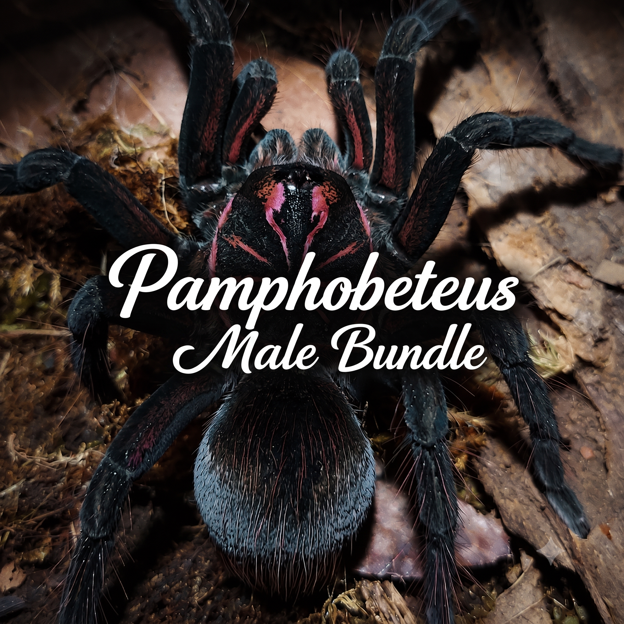 Pamphobeteus-Bundle-Male.png