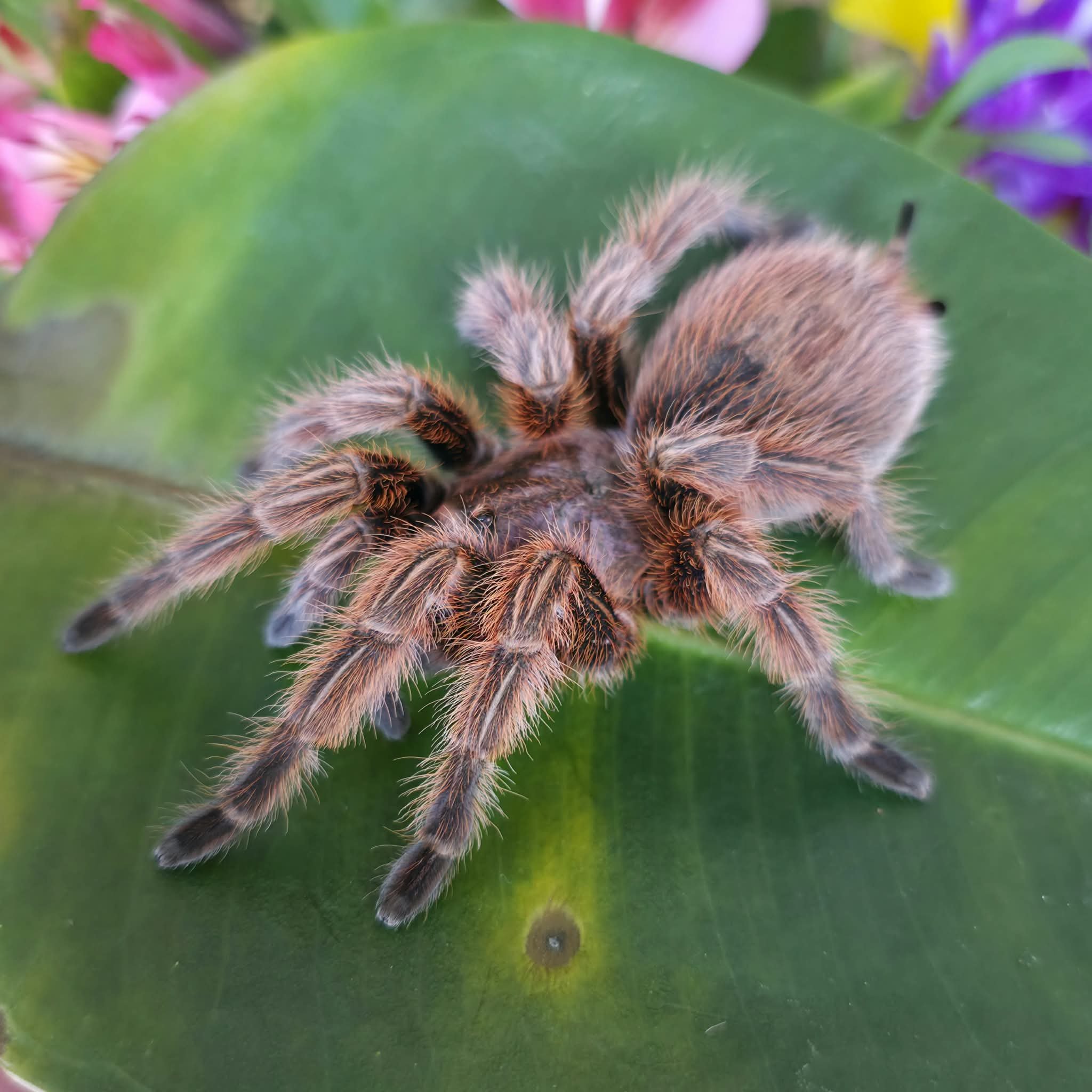 g-rosea-red.jpeg