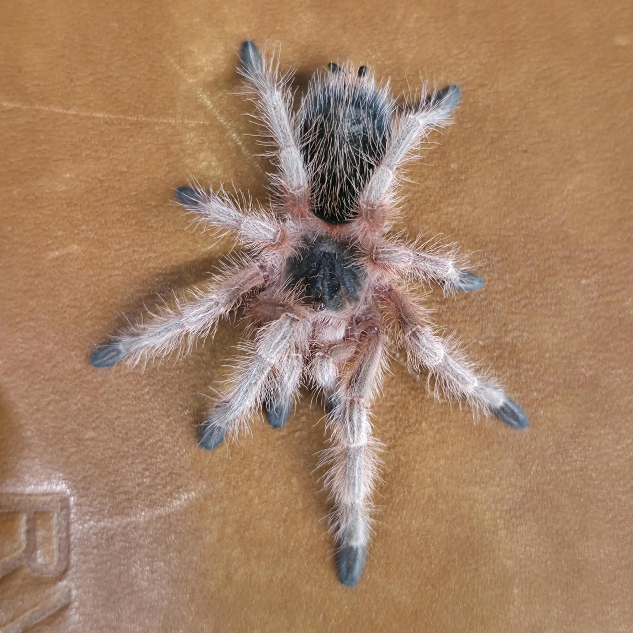 Grammostola sp. Maule Sling 1-2cm