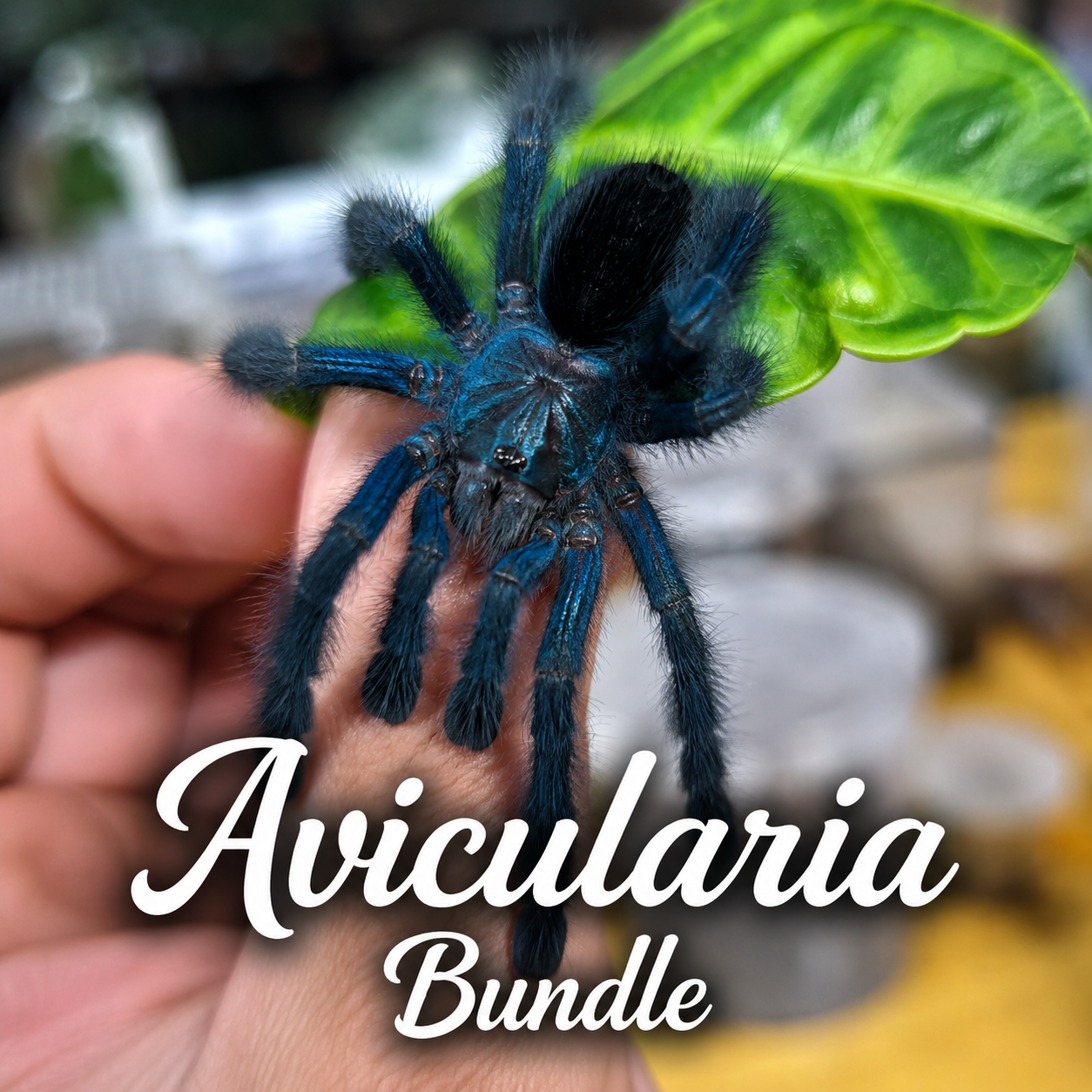 Avicularia (Bundle) Sling
