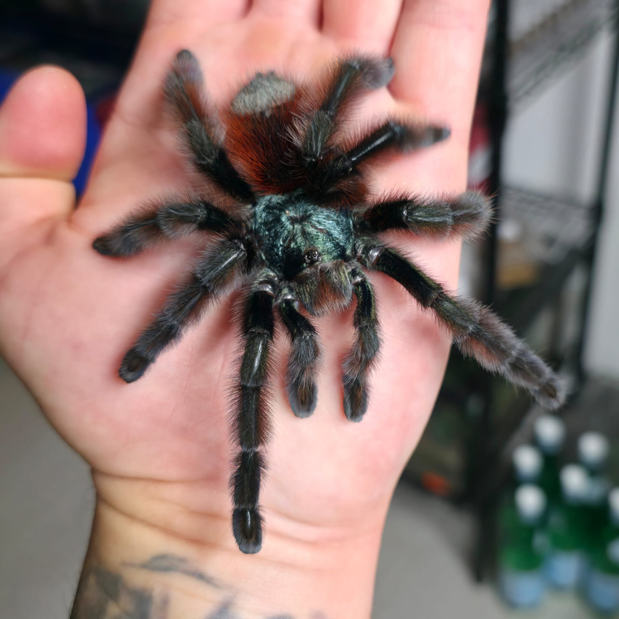 CaribenaVersicolor.jpeg