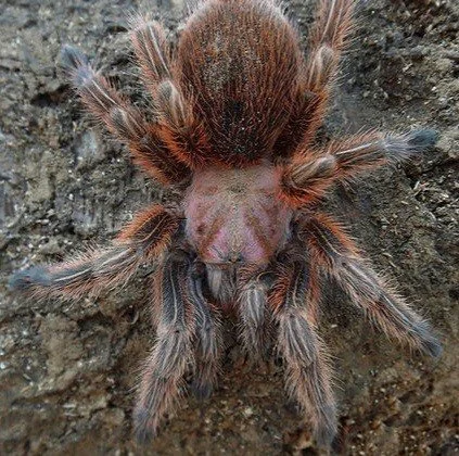 grammostola-rosea-red-colour-form-4.jpeg