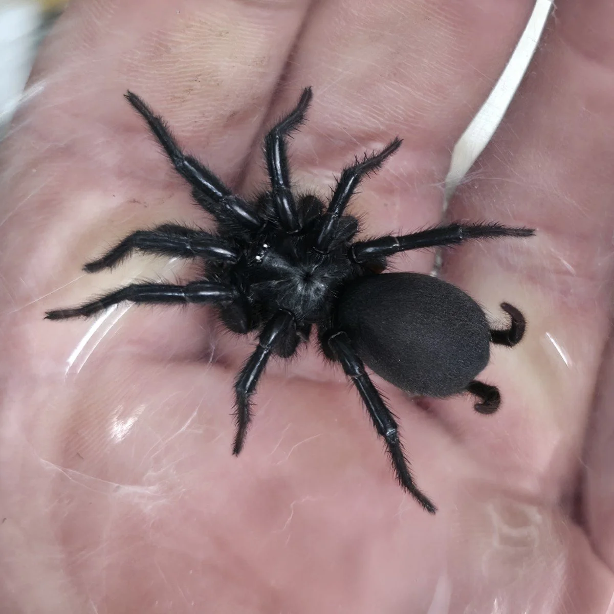 macrothele-sp-thailand-thai-funnelweb-spider.jpg