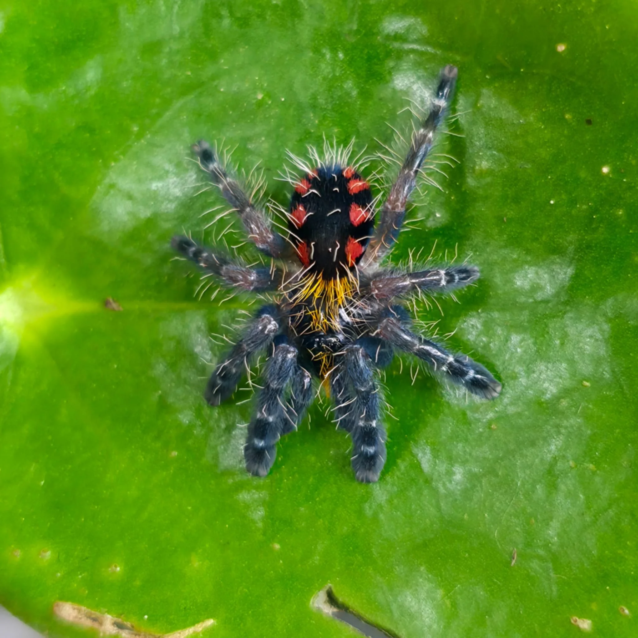 costae-2.jpeg