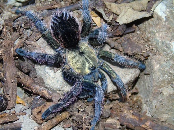 Euathlus manicata Green Sling 1cm