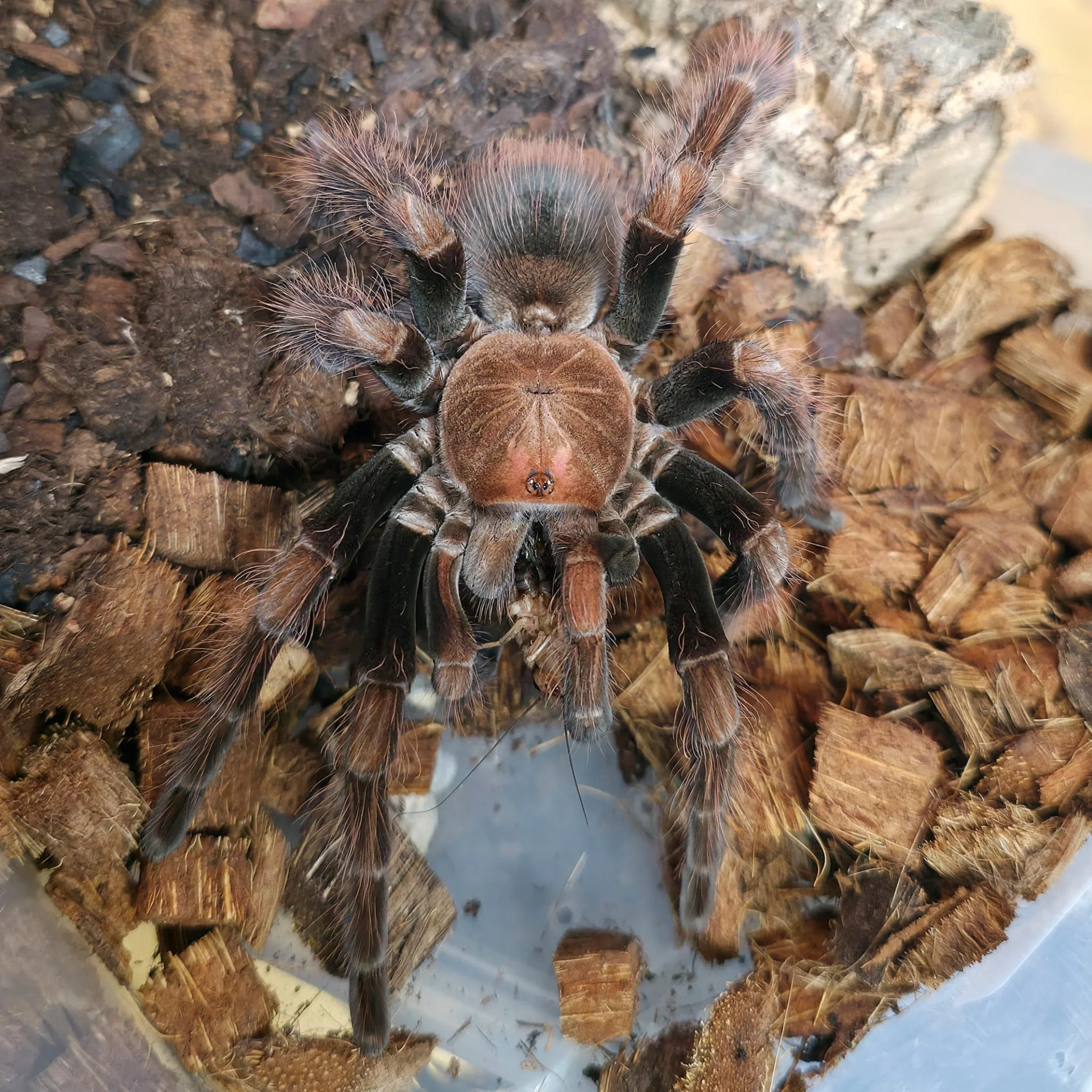 Pamphobeteus-sp-dark-2.jpeg