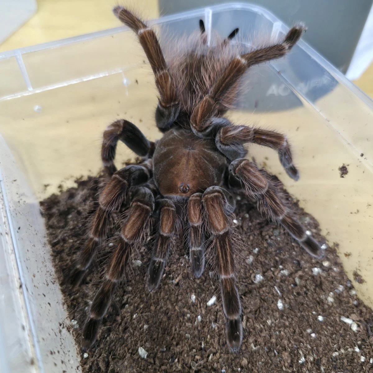 pamphobeteus-sp-dark-4.jpg