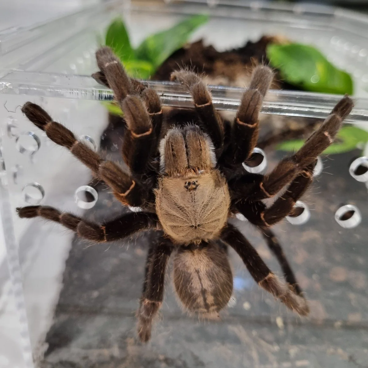 haplopelma-sp-bach-ma.jpg