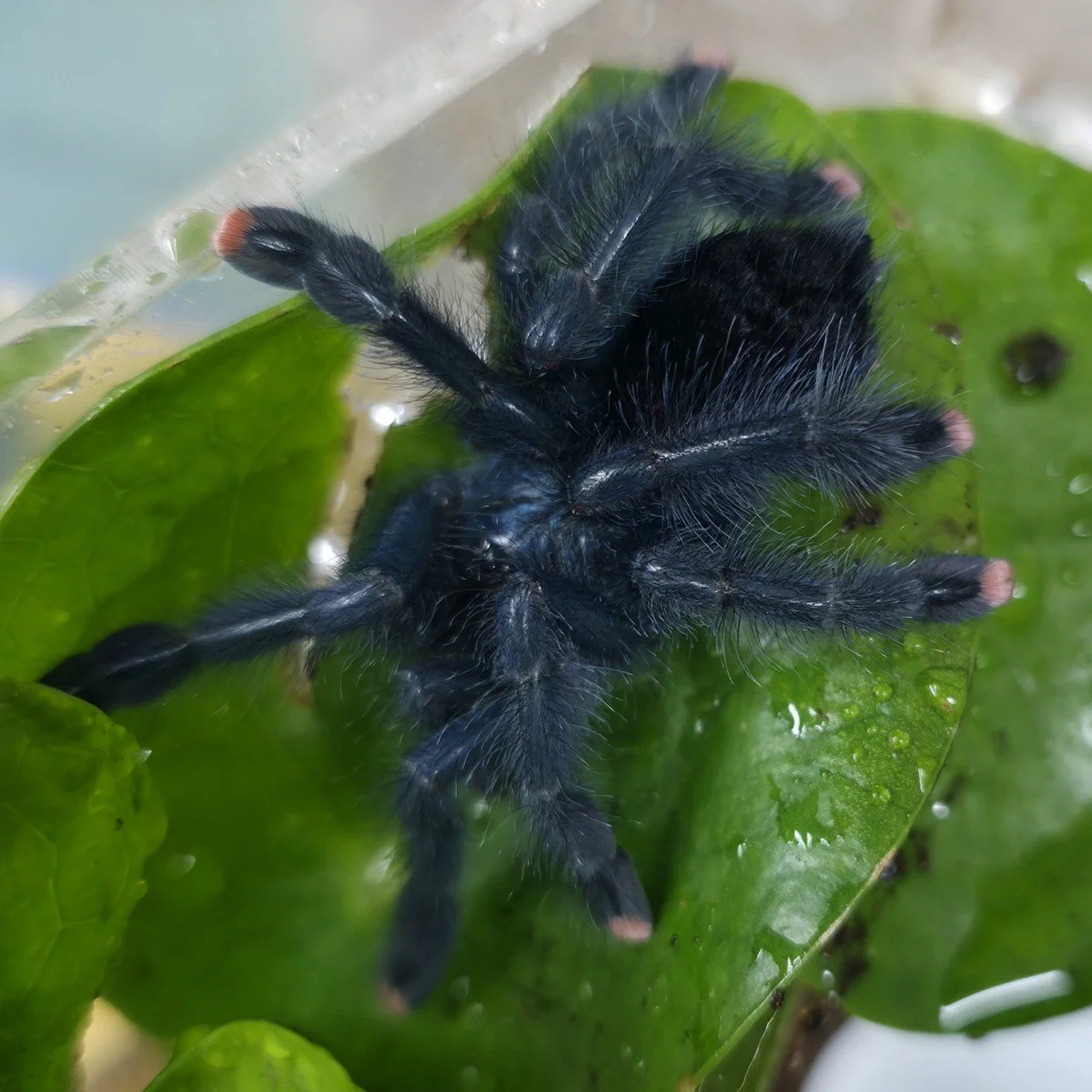 Avicularia geroldi Juvenile Female 6-7cm