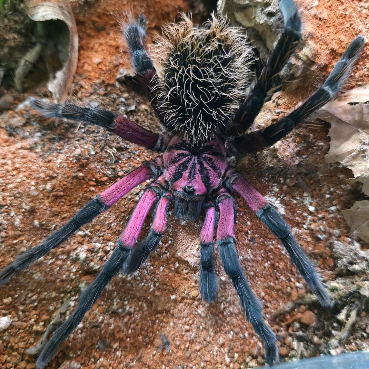 Xenesthis sp. Light Adult Male