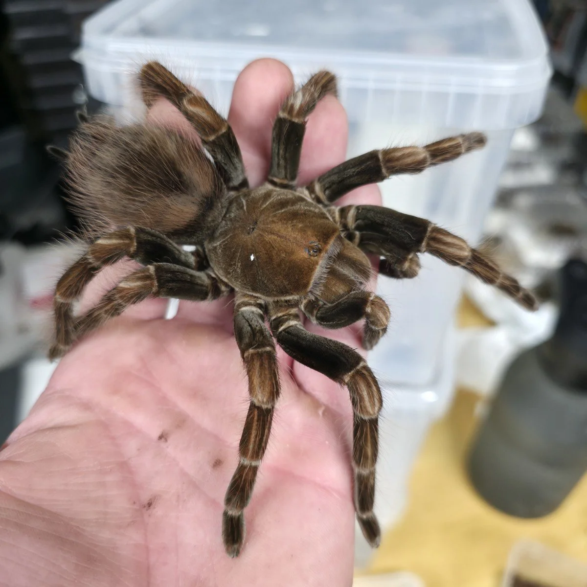 pamphobeteus-sp-dark-2.jpg