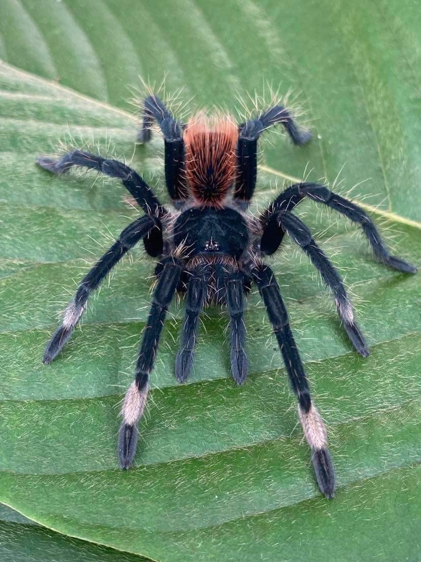 pamphobeteus-skis-white-metatarsus-birdeater-3.jpg