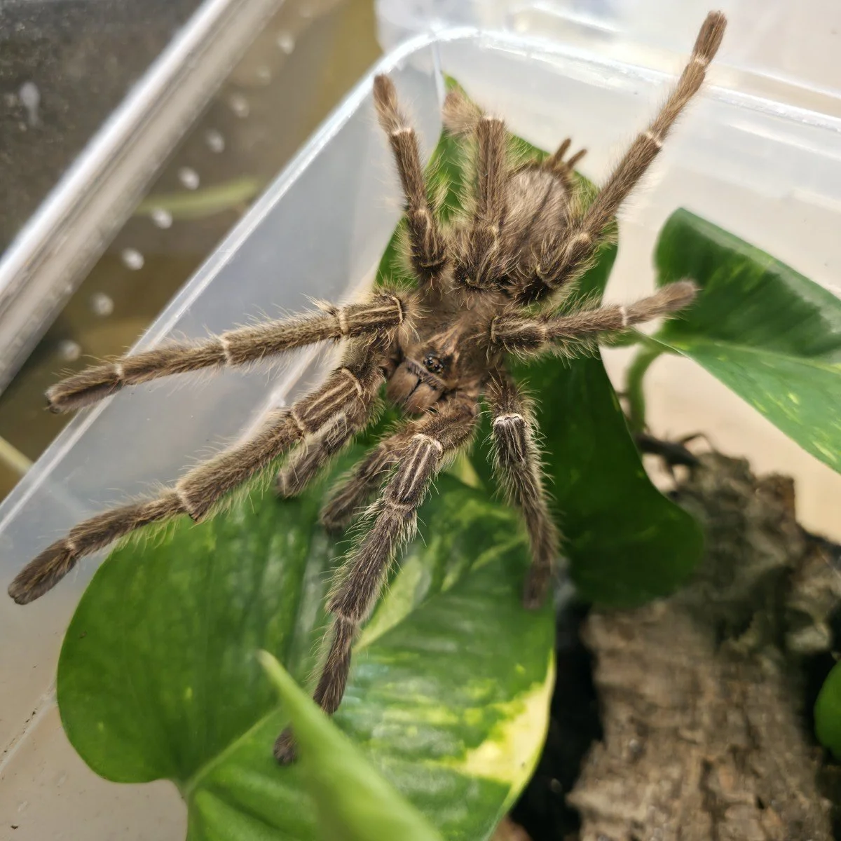 Ornithoctoninane sp. Phan Cay Red Adult Male