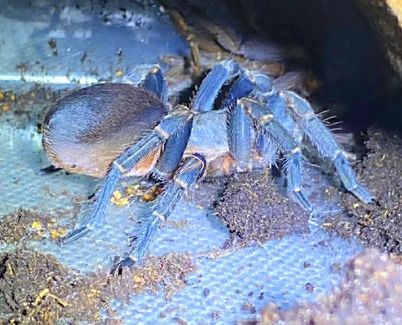 pseudhapalopus-sp-ecuador-azul.jpg