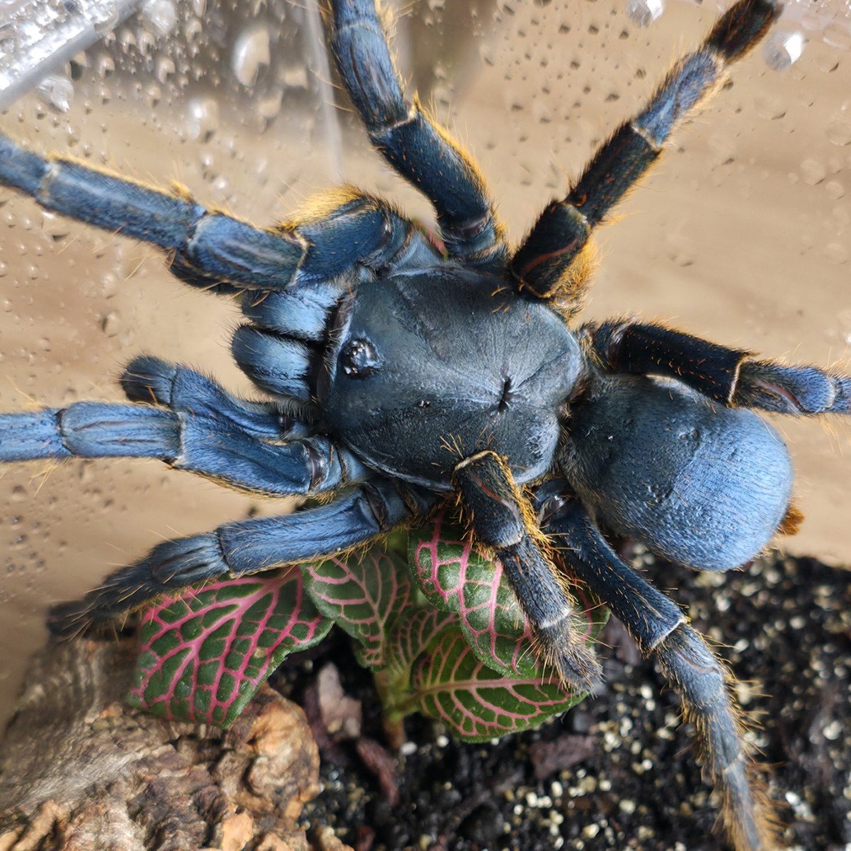 ornithoctoninae-sp-vietnam-silver-2.jpg