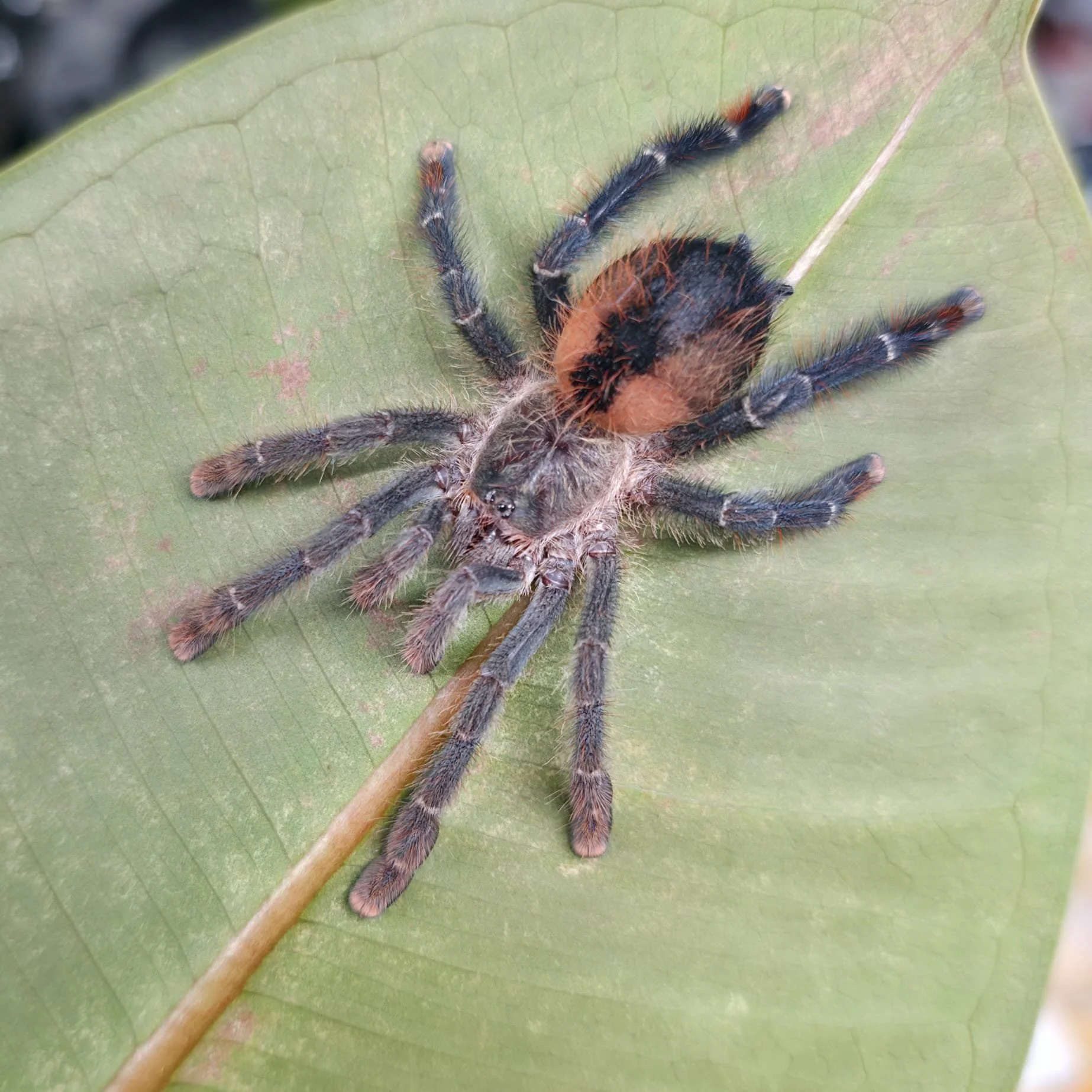 Avicularia-Lynnae-03.jpeg