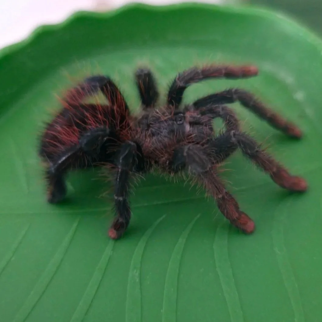 Avicularia lynnae (Black Stripe Pinktoe) Sub-Adult Female