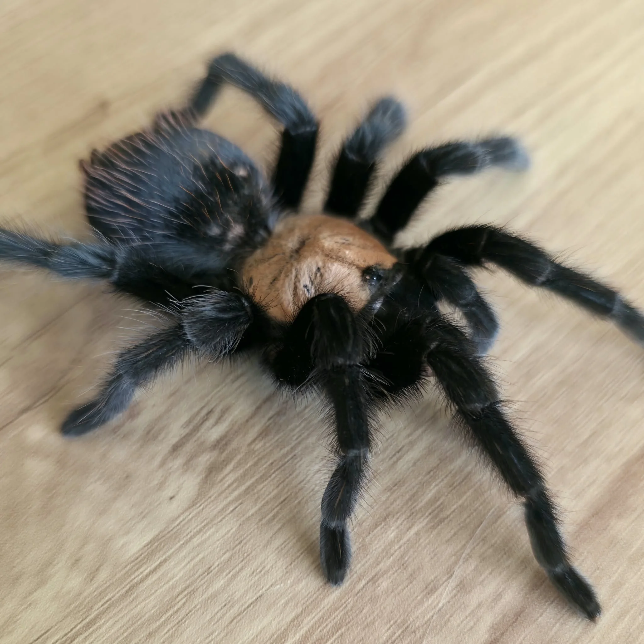 Brachypelma albiceps (Mexican Golden Red Rump) Sub-Adult Female