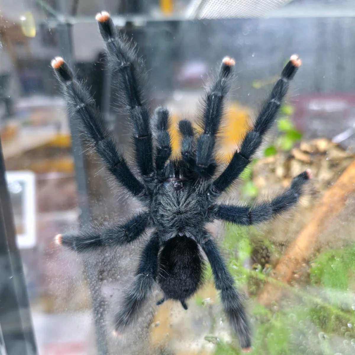 Avicularia avicularia (Mature) Adult Male