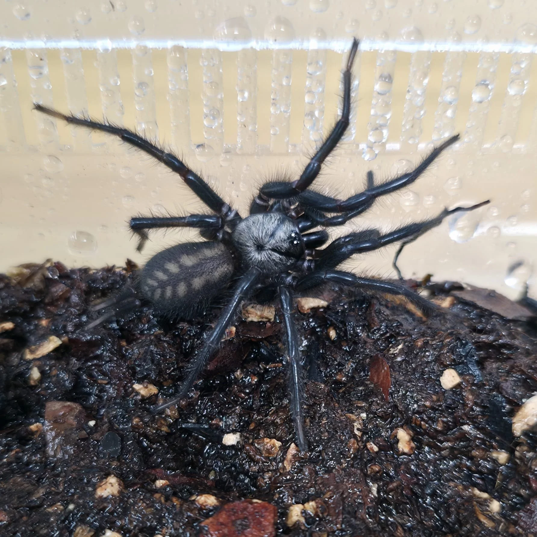 macrothele-sp-ghost-1.jpeg