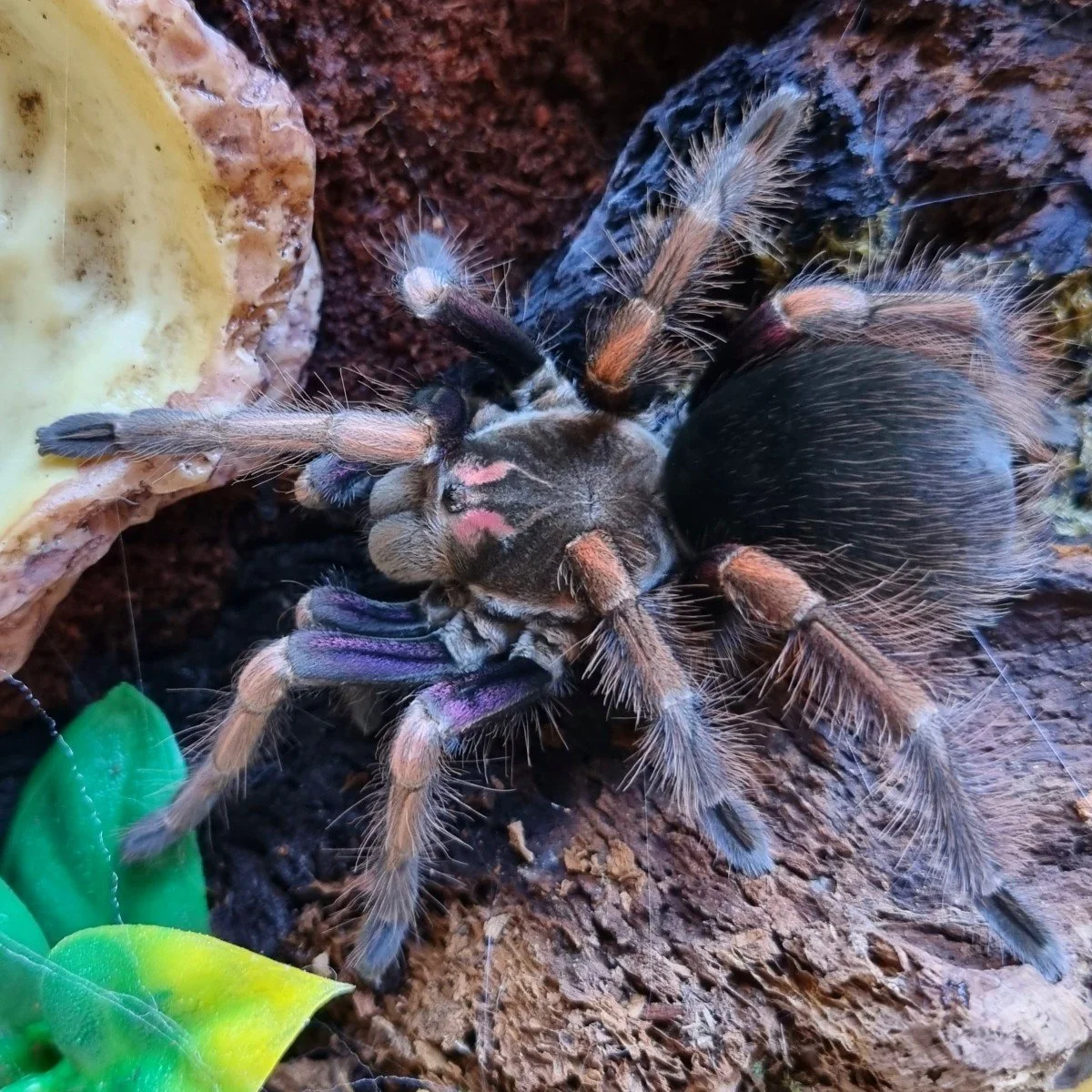 pamphobeteus-ultramarinus-ecuadorian-birdeater.jpg