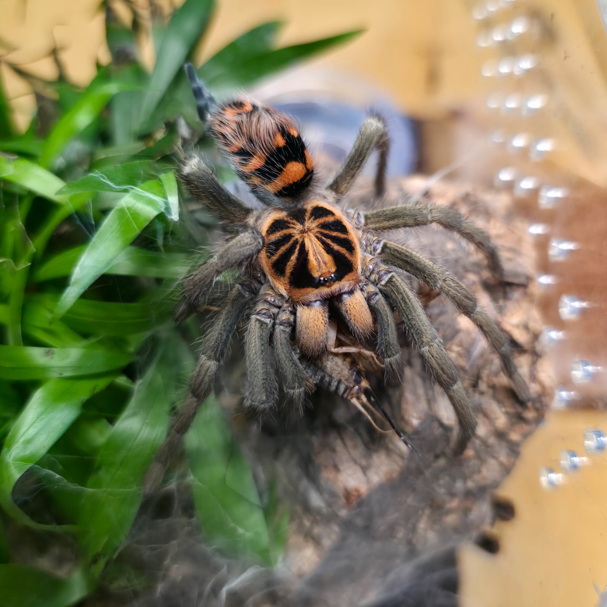 Hapalopus Planetearth-03.jpeg