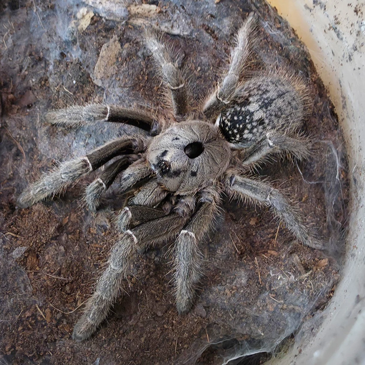 Ceratogyrus sanderi (Namibian Horned Baboon) Juvenile 4-5cm